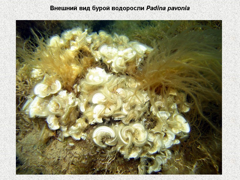 Внешний вид бурой водоросли Padina pavonia